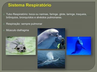  Tubo Respiratório: boca ou narinas, faringe, glote, laringe, traqueia,
brônquios, bronquíolos e alvéolos pulmonares.
 Respiração: sempre pulmonar
 Músculo diafragma
 