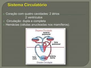  Coração com quatro cavidades: 2 átrios
2 ventrículos
 Circulação: dupla e completa
 Hemácias (células anucleadas nos mamíferos).
 