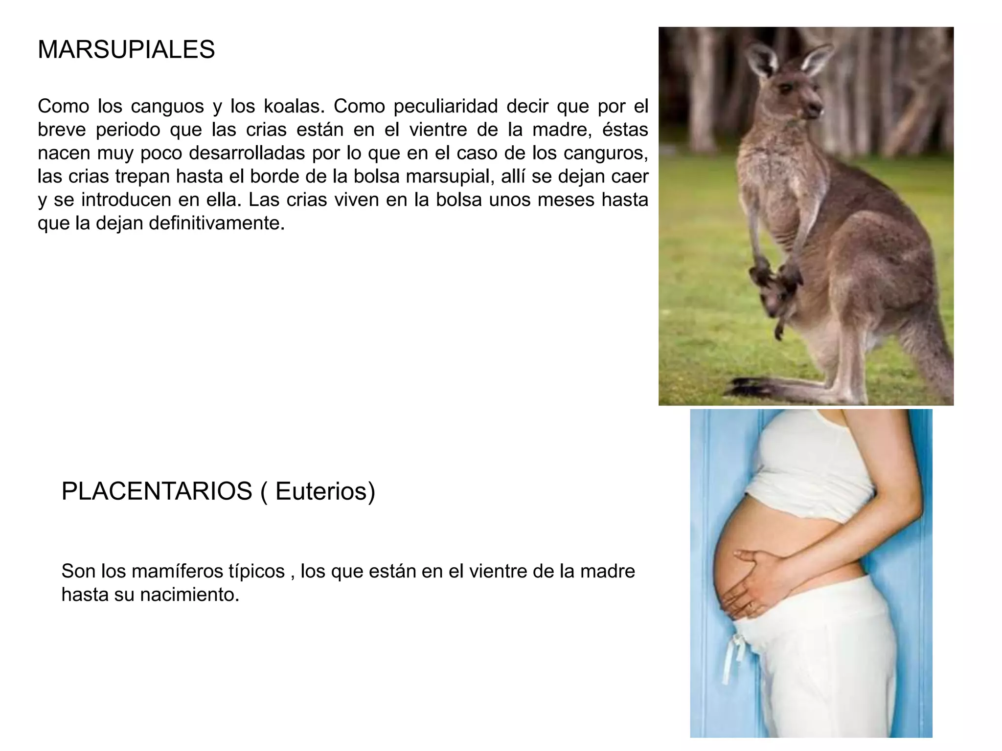 MARSUPIALES
Como los canguos y los koalas. Como peculiaridad decir que por el
breve periodo que las crias están en el vientre de la madre, éstas
nacen muy poco desarrolladas por lo que en el caso de los canguros,
las crias trepan hasta el borde de la bolsa marsupial, allí se dejan caer
y se introducen en ella. Las crias viven en la bolsa unos meses hasta
que la dejan definitivamente.
PLACENTARIOS ( Euterios)
Son los mamíferos típicos , los que están en el vientre de la madre
hasta su nacimiento.
 