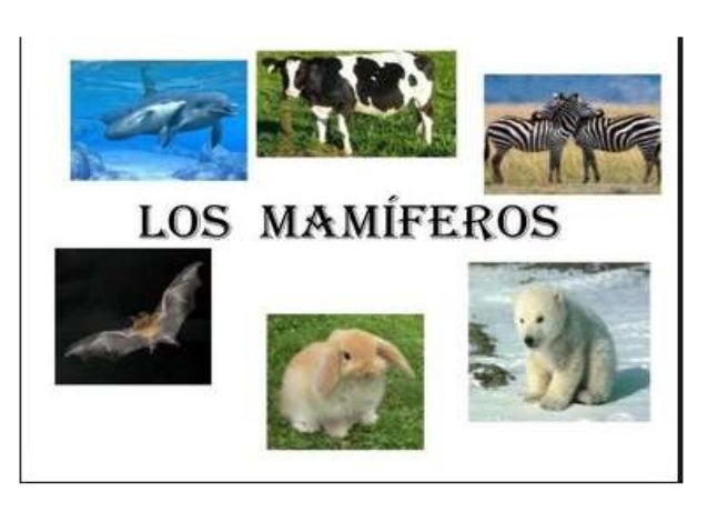 Mamiferos