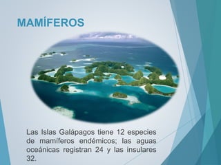 MAMÍFEROS
Las Islas Galápagos tiene 12 especies
de mamíferos endémicos; las aguas
oceánicas registran 24 y las insulares
32.
 