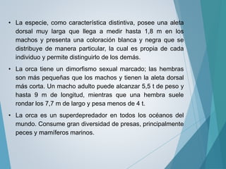 • La especie, como característica distintiva, posee una aleta
dorsal muy larga que llega a medir hasta 1,8 m en los
machos y presenta una coloración blanca y negra que se
distribuye de manera particular, la cual es propia de cada
individuo y permite distinguirlo de los demás.
• La orca tiene un dimorfismo sexual marcado; las hembras
son más pequeñas que los machos y tienen la aleta dorsal
más corta. Un macho adulto puede alcanzar 5,5 t de peso y
hasta 9 m de longitud, mientras que una hembra suele
rondar los 7,7 m de largo y pesa menos de 4 t.
• La orca es un superdepredador en todos los océanos del
mundo. Consume gran diversidad de presas, principalmente
peces y mamíferos marinos.
 