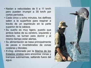 • Nadan a velocidades de 5 a 11 km/h
pero pueden irrumpir a 35 km/h por
cortos períodos.
• Cada cinco u ocho minutos, los delfines
salen a la superficie para respirar a
través de un espiráculo en la parte
superior de la cabeza.
• Su sueño es muy ligero, puesto que
ambos lados de su cerebro, izquierdo y
derecho, se turnan para dormir y al
mismo tiempo estar alertas.
• Su alimentación se basa principalmente
de peces e invertebrados de zonas
costeras y litorales.
• K-Dog, entrenado por la Marina de los
Estados Unidos para encontrar minas y
trampas submarinas, saltando fuera del
agua.
 