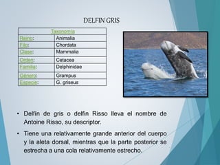 Taxonomía
Reino: Animalia
Filo: Chordata
Clase: Mammalia
Orden: Cetacea
Familia: Delphinidae
Género: Grampus
Especie: G. griseus
DELFIN GRIS
• Delfín de gris o delfin Risso lleva el nombre de
Antoine Risso, su descriptor.
• Tiene una relativamente grande anterior del cuerpo
y la aleta dorsal, mientras que la parte posterior se
estrecha a una cola relativamente estrecho.
 