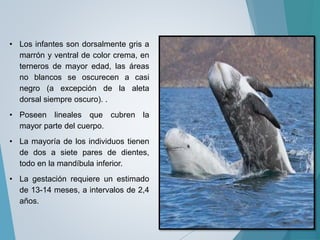 • Los infantes son dorsalmente gris a
marrón y ventral de color crema, en
terneros de mayor edad, las áreas
no blancos se oscurecen a casi
negro (a excepción de la aleta
dorsal siempre oscuro). .
• Poseen lineales que cubren la
mayor parte del cuerpo.
• La mayoría de los individuos tienen
de dos a siete pares de dientes,
todo en la mandíbula inferior.
• La gestación requiere un estimado
de 13-14 meses, a intervalos de 2,4
años.
 