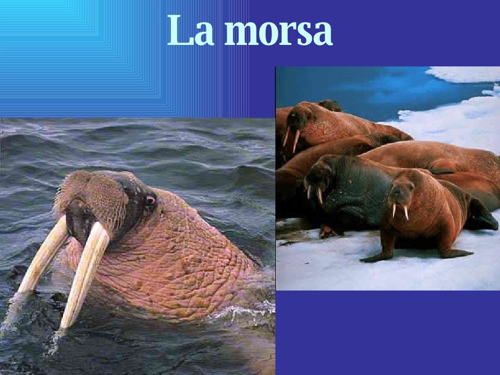 Quais Sao As Duas Ordens De Mamiferos Exclusivamente Aquaticos