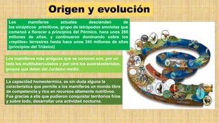 Origen y evolución
La capacidad homeotermica, es sin duda alguna la
característica que permite a los mamíferos un mundo libre
de competencia y rico en recursos altamente nutritivos.
Fue gracias a ella que pudieron conquistar territorios fríos
y sobre todo, desarrollar una actividad nocturna.
Los mamíferos actuales descienden de
los sinápticos primitivos, grupo de tetrápodos amniotas que
comenzó a florecer a principios del Pérmico, hace unos 280
millones de años, y continuaron dominando sobre los
«reptiles» terrestres hasta hace unos 245 millones de años
(principios del Triásico)
Los mamíferos más antiguos que se conocen son, por un
lado los multituberculados y por otro los australosfenidos,
grupos que datan del Jurásico medio.
 