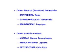 • Ordem Edentata (Xenarthra): desdentados.

   – DASYPODIDAE: Tatus;

   – MYRMECOPHAGIDAE: Tamanduás;

   – BRADYPODIDAE: Preguiças;



• Ordem Rodentia: roedores.

   – MURIDAE: Ratos e Camundongos;

   – HYDROCHAERIDAE: Capivara;

   – DASYPROCTIDAE: Cutia; Paca
 
