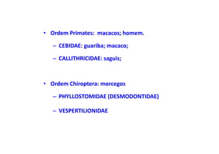 • Ordem Primates: macacos; homem.

   – CEBIDAE: guariba; macaco;

   – CALLITHRICIDAE: saguis;



• Ordem Chiroptera: morcegos

   – PHYLLOSTOMIDAE (DESMODONTIDAE)

   – VESPERTILIONIDAE
 