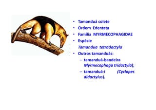 • Tamanduá colete
• Ordem Edentata
• Família MYRMECOPHAGIDAE
• Espécie
  Tamandua tetradactyla
• Outros tamanduás:
   – tamanduá-bandeira
     Myrmecophaga tridactyla);
   – tamanduá-í     (Cyclopes
     didactylus).
 