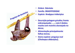 • Ordem Edentata
• Família BRADYPODIDAE
• Espécie Bradypus tridactylus

• Descrição:pelagem grisalha; fronte
  esbranquiçada; .....; com 3 dedos;
  macho com mancha alaranjada no
  dorso;
• Alimentação principalmente
  folhas tenras;
• Outra espécie: preguiça-real
  (Choloepus didactylus).
 
