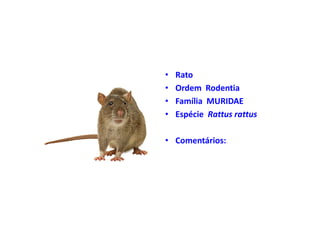 •   Rato
•   Ordem Rodentia
•   Família MURIDAE
•   Espécie Rattus rattus

• Comentários:.
 