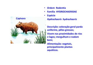 •   Ordem Rodentia
           •   Família HYDROCHAERIDAE
           •   Espécie
Capivara   •   Hydrochaeris hydrochaeris

           • Descrição: coloração geral parda
             uniforme, pêlos grossos;
           • Vivem nas proximidades de rios
             e lagos; mergulham e nadam
             bem;
           • Alimentação: vegetais,
             principalmente plantas
             aquáticas.
 