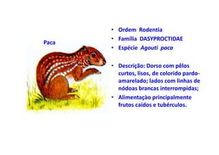 • Ordem Rodentia
       • Família DASYPROCTIDAE
Paca
       • Espécie Agouti paca

       • Descrição: Dorso com pêlos
         curtos, lisos, de colorido pardo-
         amarelado; lados com linhas de
         nódoas brancas interrompidas;
       • Alimentaçào principalmente
         frutos caídos e tubérculos.
 
