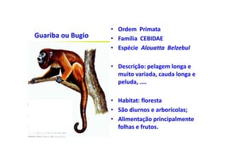 • Ordem Primata
Guariba ou Bugio   • Família CEBIDAE
                   • Espécie Alouatta Belzebul

                   • Descrição: pelagem longa e
                     muito variada, cauda longa e
                     peluda, ....

                   • Habitat: floresta
                   • São diurnos e arborícolas;
                   • Alimentação principalmente
                     folhas e frutos.
 