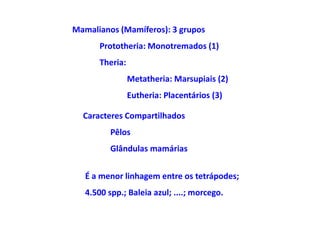 Mamalianos (Mamíferos): 3 grupos
       Prototheria: Monotremados (1)
       Theria:
                 Metatheria: Marsupiais (2)
                 Eutheria: Placentários (3)

  Caracteres Compartilhados
          Pêlos
          Glândulas mamárias


   É a menor linhagem entre os tetrápodes;
   4.500 spp.; Baleia azul; ....; morcego.
 