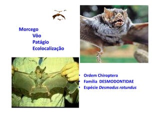 Morcego
     Vôo
     Patágio
     Ecolocalização




                      • Ordem Chiroptera
                      • Família DESMODONTIDAE
                      • Espécie Desmodus rotundus
 