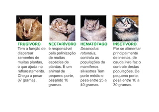FRUGÍVORO          NECTARÍVORO        HEMATÓFAGO        INSETÍVORO
Tem a função de    é responsável      Desmodus          Por se alimentar
dispersar          pela polinização   rotundus,         principalmente
sementes de        de muitas          controla as       de insetos, de
muitas plantas,    espécies de        populações de     cauda livre faz o
o que ajuda no     plantas. É um      mamíferos         controle destas
reflorestamento.   animal de          silvestres Tem    populações. De
Chega a pesar      pequeno porte,     porte médio e     pequeno porte,
87 gramas.         pesando 10         pesa entre 25 a   pesa entre 10 a
                   gramas.            40 gramas.        30 gramas.
 