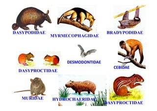 DASYPODIDAE                        BRADYPODIDAE
              MYRMECOPHAGIDAE




                   DESMODONTIDAE
                                      CEBIDAE
 DASYPROCTIDAE




   MURIDAE    HYDROCHAERIDAE
                                   DASYPROCTIDAE
 