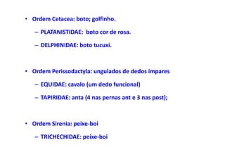 • Ordem Cetacea: boto; golfinho.

   – PLATANISTIDAE: boto cor de rosa.

   – DELPHINIDAE: boto tucuxi.



• Ordem Perissodactyla: ungulados de dedos ímpares

   – EQUIDAE: cavalo (um dedo funcional)

   – TAPIRIDAE: anta (4 nas pernas ant e 3 nas post);



• Ordem Sirenia: peixe-boi

   – TRICHECHIDAE: peixe-boi
 