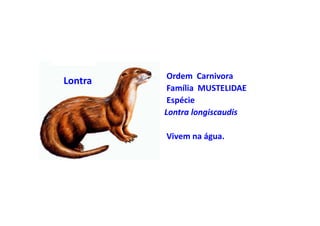 • Ordem Carnivora
Lontra
         • Família MUSTELIDAE
         • Espécie
           Lontra longiscaudis

         • Vivem na água.
 