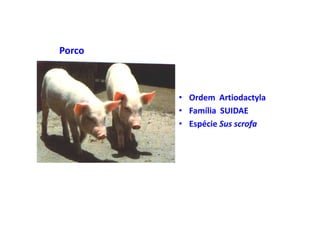 Porco



        • Ordem Artiodactyla
        • Família SUIDAE
        • Espécie Sus scrofa
 
