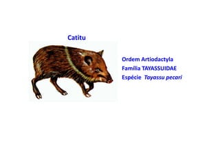 Catitu

         • Ordem Artiodactyla
         • Família TAYASSUIDAE
         • Espécie Tayassu pecari
 