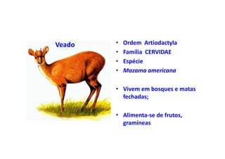 Veado   •   Ordem Artiodactyla
        •   Família CERVIDAE
        •   Espécie
        •   Mazama americana

        • Vivem em bosques e matas
          fechadas;

        • Alimenta-se de frutos,
          gramíneas.
 