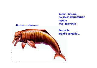Ordem Cetacea
                   Família PLATANISTIDAE
                   Espécie
                    Inia geofrensis
Boto-cor-de-rosa
                   Descrição:
                   focinho pontudo….
 