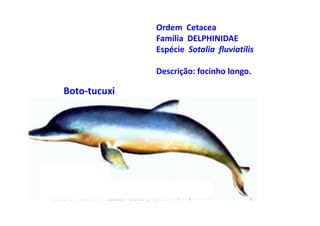 Ordem Cetacea
              Família DELPHINIDAE
              Espécie Sotalia fluviatilis

              Descrição: focinho longo.

Boto-tucuxi
 