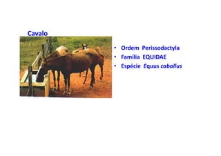 Cavalo
         • Ordem Perissodactyla
         • Família EQUIDAE
         • Espécie Equus caballus
 