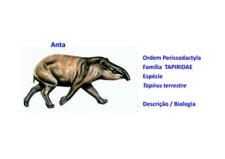 Anta
       •   Ordem Perissodactyla
       •   Família TAPIRIDAE
       •   Espécie
       •   Tapirus terrestre

       • Descrição / Biologia.
 