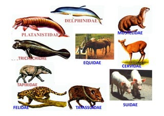 DELPHINIDAE


   PLATANISTIDAE                    MUSTELIDAE




  TRICHECHIDAE
                         EQUIDAE
                                     CERVIDAE



 TAPIRIDAE



                                      SUIDAE
FELIDAE               TAYASSUIDAE
 
