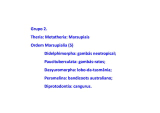 Grupo 2.
Theria: Metatheria: Marsupiais
Ordem Marsupialia (5)
      Didelphimorpha: gambás neotropical;
      Paucituberculata: gambás-ratos;
      Dasyuromorpha: lobo-da-tasmânia;
      Peramelina: bandicoots australiano;
      Diprotodontia: cangurus.
 