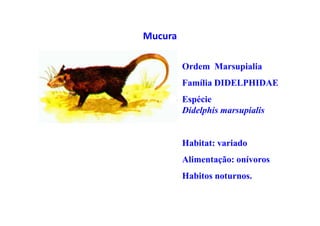 Mucura

         Ordem Marsupialia
         Família DIDELPHIDAE
         Espécie
         Didelphis marsupialis


         Habitat: variado
         Alimentação: onívoros
         Habitos noturnos.
 