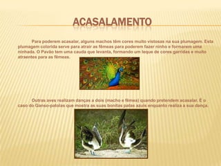 Adaptações evolutivasAs aves se diversificaram numa grande variedade de formas durante o período Cretáceo. Muitos grupos retiveram características primitivas, como garras nas asas e dentes, embora os dentes foram perdidos independentemente em vários grupos de aves. Enquanto as formais primitivas, como o Archaeopteryx e o Jeholornis, retiveram os longos ossos da cauda dos seus ancestrais, as caudas das aves mais avançadas foram encurtadas com o advento do osso pigóstilo no cladoPygostylia.		A primeira linhagem grande e diversa de aves de cauda curta a evoluir foi a Enantiornithes, nomeada em função da construção dos ossos do ombro estarem em posição contrária a das aves modernas. Os Enantiornithes ocuparam uma grande variedade de nichos ecológicos, de filtradores de areia e piscívoros a trepadores e granívoros.Alguns linhagens mais avançadas também se especializaram em um dieta a base de peixes, como a classe Ichthyornithes. Uma ordem de aves marinhas do Mesozóico, a Hesperornithiformes, tornou-se tão adaptada ao ambiente aquático que perdeu a capacidade de voar. Apesar dessas especializações extremas, os Hesperornithiformes representam uma das linhagens mais próximas as aves modernas.