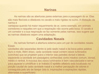 NarinasAs narinas são as aberturas pares externas para a passagem do ar. Elas são mais flexíveis e dilatáveis no cavalo e mais rígidas no suíno. A dilatação da narina évantajosa quando há maior requerimento de ar, como exemplo, em animais corredores e naqueles em que a respiração não ocorre pela boca. O cavalo é um corredor e a sua respiração se faz somente pelas narinas, isso sugere que as narinas dilatáveis sejam uma adaptação.Cavidades NasaisAs narinas formam a abertura externa para um par de cavidades nasais. Essascavidades são separadas dentre si pelo septo nasal e da boca pelos palatos duro e mole. Além disso, cada cavidade nasal contem ossos turbinados (conchas) que se projetam para o interior das paredes dorsal e lateral, separando a cavidade em passagens conhecidas como meatos comum, dorsal, médio e ventral. A mucosa dos ossos turbinados é bem vascularizada e serve para aquecer e umidificar o ar inalado.O epitélio olfatório está localizado na porção caudal de cada cavidade nasal e a melhor percepção de odores é conseguida pelo ato de farejar (isto é, inspirações e expirações rápidas, alternadas e superficiais)