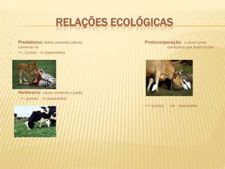 Relações ecológicasPredatismo:leões comendo zebras.			Protocooperação:  o anum preto comendo os 						carrapatos que ficam no boi.