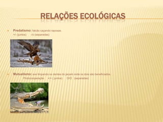 fisiologiaAs aves mantêm a temperatura corporal (homeotermia), através de mecanismos fisiológicos, em torno de 40 a 42 graus centígrados, apresentando elevada taxa metabólica, necessária para sua atividade, sobretudo o vôo. A capacidade de voar favorece a procura de alimento, a fuga dos inimigos e permite migrações para outras áreas quando as condições se tornam desfavoráveis. A velocidade de vôo varia de 30 a 80 km/h, embora os falcões, durante um mergulho no ar, possam atingir cerca de 200 km/h. Para voar, uma ave deve preencher certos requisitos, alem de homeotermia, tais como a redução do peso e da densidade corporal, e estruturas sensitivas eficientes. Favorecem essa condição:formato aerodinâmico do corpo, que é compacto e rígido, resultado de fusão, perda e reforço dos ossos;	Posicionamento das patas abaixo do corpo, que podem ser retraídas entre as penas ventrais;	Esqueleto leve e adaptado à fixação de fortes músculos;