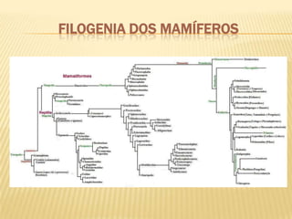 Filogenia dos mamíferos