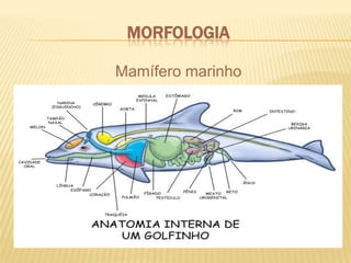 MorfologiaMamífero marinho