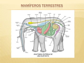 Mamíferos terrestres