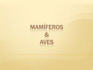 Mamíferos&Aves 