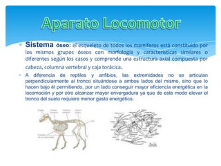 Sistema      óseo: el esqueleto de todos los mamíferos está constituido por
los mismos grupos óseos con morfología y características similares o
diferentes según los casos y comprende una estructura axial compuesta por
cabeza, columna vertebral y caja torácica.
A diferencia de reptiles y anfibios, las extremidades no se articulan
perpendicularmente al tronco situándose a ambos lados del mismo, sino que lo
hacen bajo él permitiendo, por un lado conseguir mayor eficiencia energética en la
locomoción y por otro alcanzar mayor envergadura ya que de este modo elevar el
tronco del suelo requiere menor gasto energético.
 