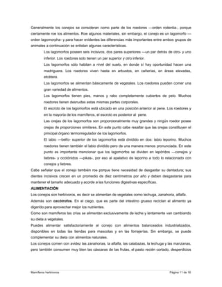 Generalmente los conejos se consideran como parte de los roedores —orden rodentia-, porque
ciertamente roe los alimentos. Roe algunos materiales, sin embargo, el conejo es un lagomorfo —
orden lagomorpha- y para hacer evidentes las diferencias más importantes entre ambos grupos de
animales a continuación se enlistan algunas características.
Los lagomorfos poseen seis incisivos, dos pares superiores —un par detrás de otro- y uno
inferior. Los roedores solo tienen un par superior y otro inferior.
Los lagomorfos sólo habitan a nivel del suelo, en donde sí hay oportunidad hacen una
madriguera. Los roedores viven hasta en arbustos, en cañerías, en áreas elevadas,
etcétera.
Los lagomorfos se alimentan básicamente de vegetales. Los roedores pueden comer una
gran variedad de alimentos.
Los lagomorfos tienen pies, manos y rabo completamente cubiertos de pelo. Muchos
roedores tienen desnudas estas mismas partes corporales.
El escroto de los lagomorfos está ubicado en una posición anterior al pene. Los roedores y
en la mayoría de los mamíferos, el escroto es posterior al pene.
Las orejas de los lagomorfos son proporcionalmente muy grandes y ningún roedor posee
orejas de proporciones similares. En este punto cabe resaltar que las orejas constituyen el
principal órgano termorregulador de los lagomorfos.
El labio —belfo- superior de los lagomorfos está dividido en dos: labio leporino. Muchos
roedores tienen también el labio dividido pero de una manera menos pronunciada. En este
punto es importante mencionar que los lagomorfos se dividen en lepóridos —conejos y
liebres- y ocotónidos —pikas-, por eso al apelativo de leporino a todo lo relacionado con
conejos y liebres.
Cabe señalar que el conejo también roe porque tiene necesidad de desgastar su dentadura; sus
dientes incisivos crecen en un promedio de diez centímetros por año y deben desgastarse para
mantener el tamaño adecuado y acorde a las funciones digestivas específicas.
ALIMENTACIÓN
Los conejos son herbívoros, es decir se alimentan de vegetales como lechuga, zanahoria, alfalfa.
Además son cecótrofos. En el ciego, que es parte del intestino grueso reciclan el alimento ya
digerido para aprovechar mejor los nutrientes.
Como son mamíferos las crías se alimentan exclusivamente de leche y lentamente van cambiando
su dieta a vegetales.
Puedes alimentar satisfactoriamente al conejo con alimentos balanceados industrializados,
disponibles en todas las tiendas para mascotas y en las forrajerías. Sin embargo, se puede
complementar su dieta con alimentos naturales.
Los conejos comen con avidez las zanahorias, la alfalfa, las calabazas, la lechuga y las manzanas,
pero también consumen muy bien las cáscaras de las frutas, el pasto recién cortado, desperdicios

Mamíferos herbívoros

Página 11 de 16

 
