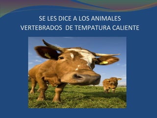 SE LES DICE A LOS ANIMALES    VERTEBRADOS  DE TEMPATURA CALIENTE 