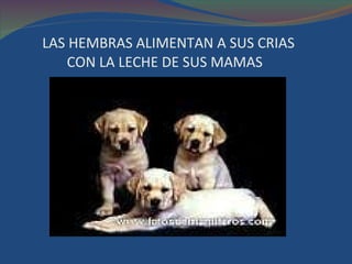 LAS HEMBRAS ALIMENTAN A SUS CRIAS   CON LA LECHE DE SUS MAMAS 