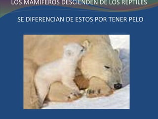 LOS MAMIFEROS DESCIENDEN DE LOS REPTILES    SE DIFERENCIAN DE ESTOS POR TENER PELO  