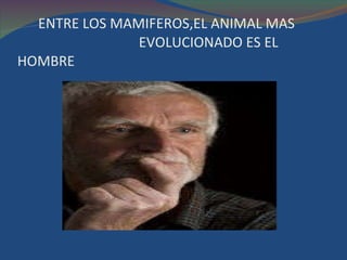 ENTRE LOS MAMIFEROS,EL ANIMAL MAS    EVOLUCIONADO ES EL HOMBRE  