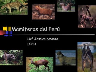 Mamíferos del Perú  Licª Jessica Amanzo UPCH 